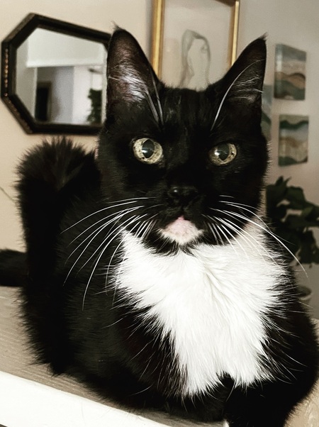 Entry image for Fedora. Clicking this image will show a larger photo