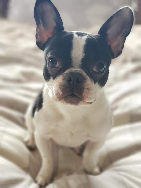 Entry image for Novella. Clicking this image will show a larger photo