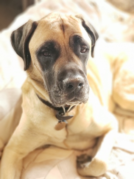 Entry image for Boozer. Clicking this image will show a larger photo