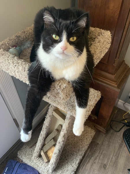 Entry image for Sherlock. Clicking this image will show a larger photo