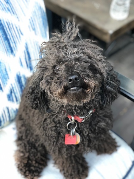 Entry image for Barley. Clicking this image will show a larger photo