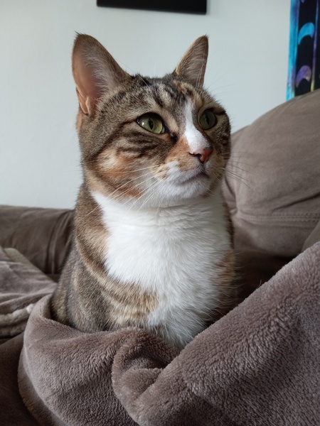 Entry image for Eridanus. Clicking this image will show a larger photo