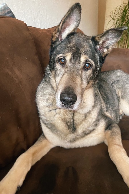 Entry image for Moose. Clicking this image will show a larger photo