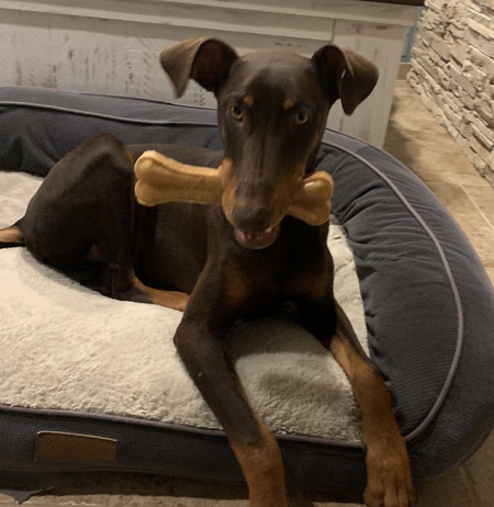 Entry image for Juniper. Clicking this image will show a larger photo