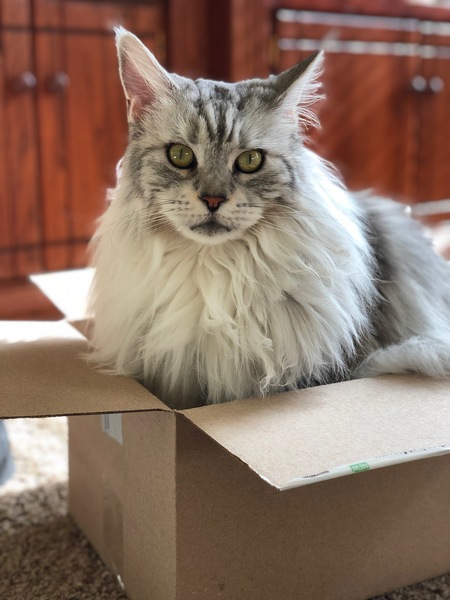 Entry image for Persephone Anne. Clicking this image will show a larger photo