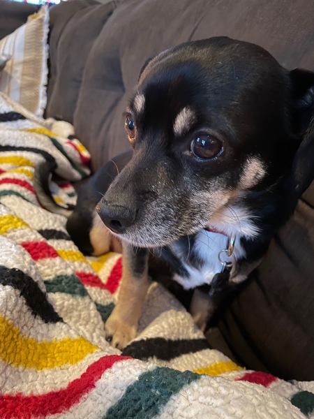 Entry image for Gus. Clicking this image will show a larger photo