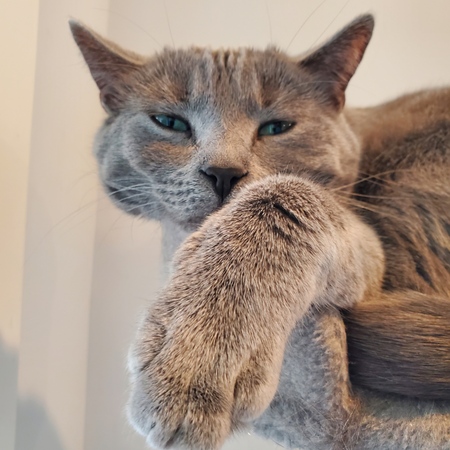 Entry image for Adso. Clicking this image will show a larger photo