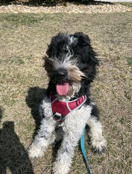 Entry image for Fritz. Clicking this image will show a larger photo