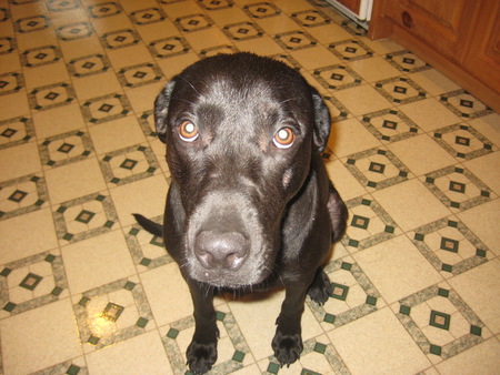 Entry image for Lucy. Clicking this image will show a larger photo