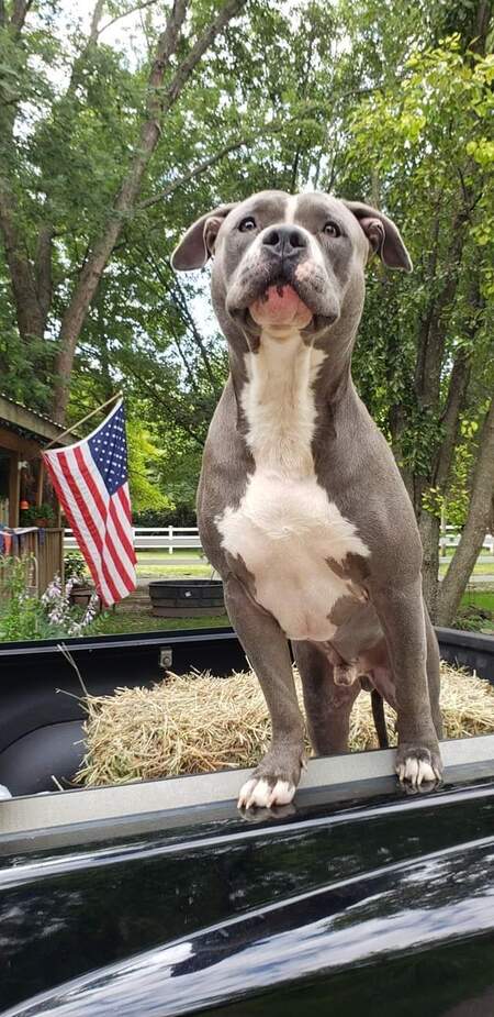 Entry image for Joshua James Miller. Clicking this image will show a larger photo