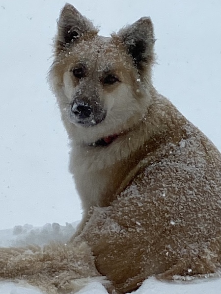 Stella