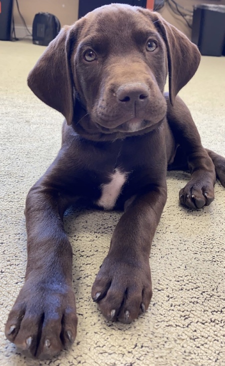 Entry image for Bernard. Clicking this image will show a larger photo