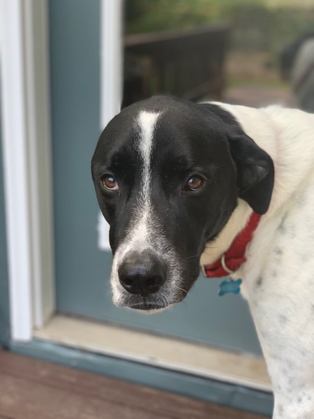 Entry image for Merlin. Clicking this image will show a larger photo