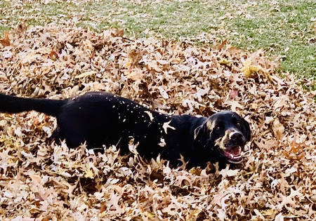 Entry image for Mowgli. Clicking this image will show a larger photo