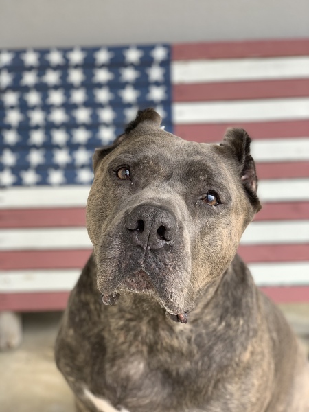 Entry image for Trex. Clicking this image will show a larger photo