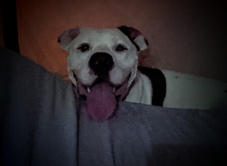 Entry image for Hugo. Clicking this image will show a larger photo