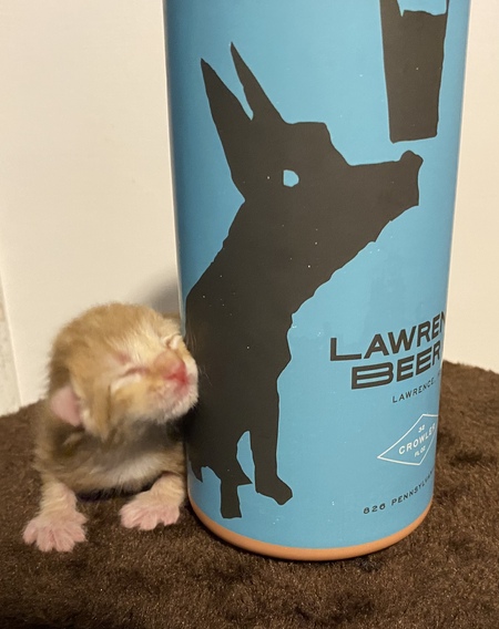 Entry image for Braveheart. Clicking this image will show a larger photo