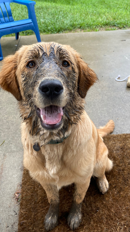 Entry image for Lucy. Clicking this image will show a larger photo