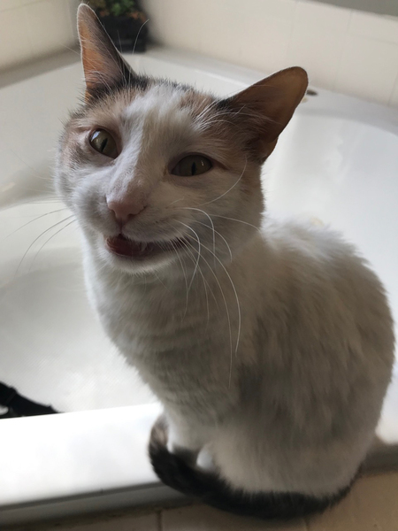 Entry image for Cathena. Clicking this image will show a larger photo