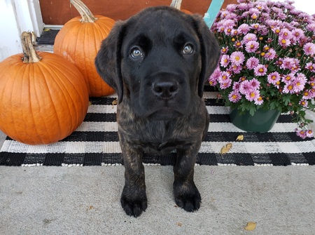 Entry image for Louie. Clicking this image will show a larger photo