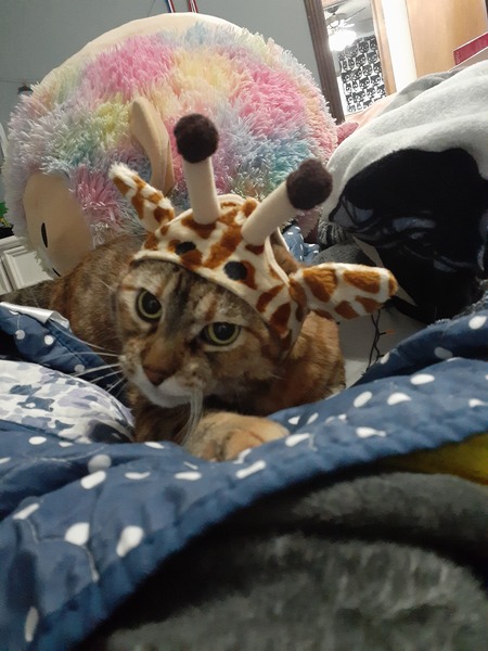 Entry image for Tootsie. Clicking this image will show a larger photo