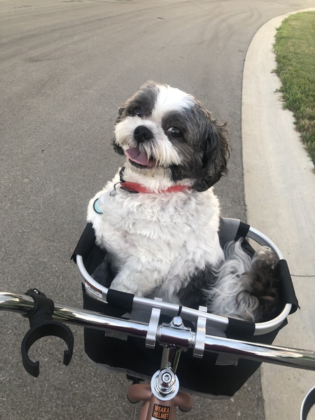 Entry image for Cozmo. Clicking this image will show a larger photo