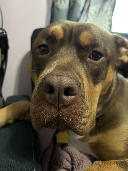 Entry image for Jack aka Jack-a-Roni. Clicking this image will show a larger photo