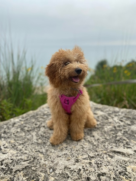 Entry image for Millie. Clicking this image will show a larger photo