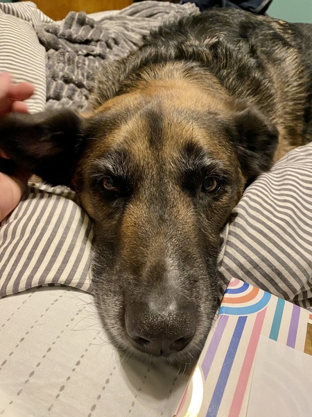 Entry image for Cooper. Clicking this image will show a larger photo