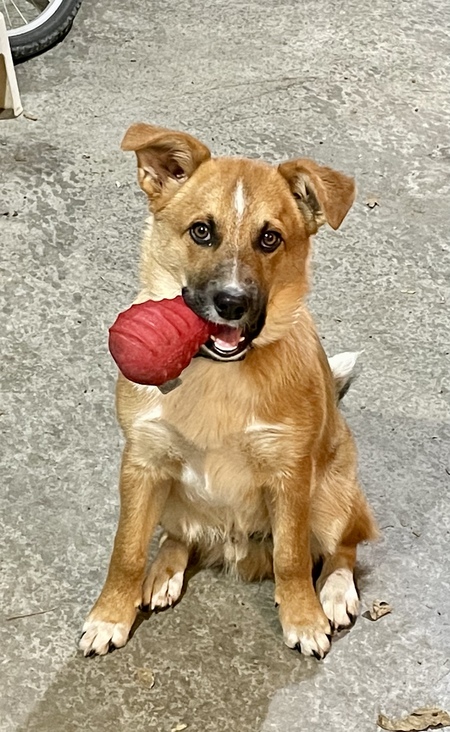 Entry image for Sammy. Clicking this image will show a larger photo