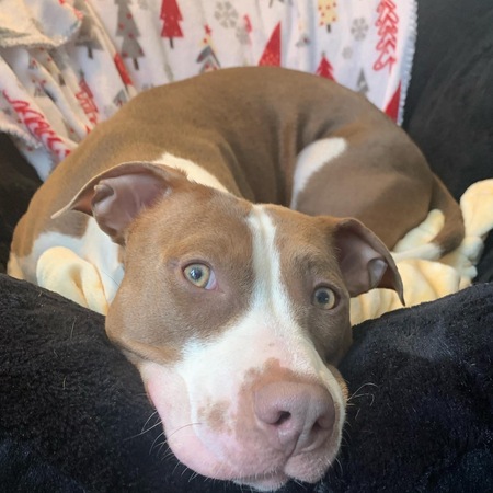 Entry image for Piggly. Clicking this image will show a larger photo