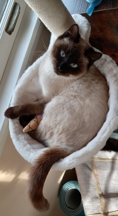 Entry image for Sundae. Clicking this image will show a larger photo