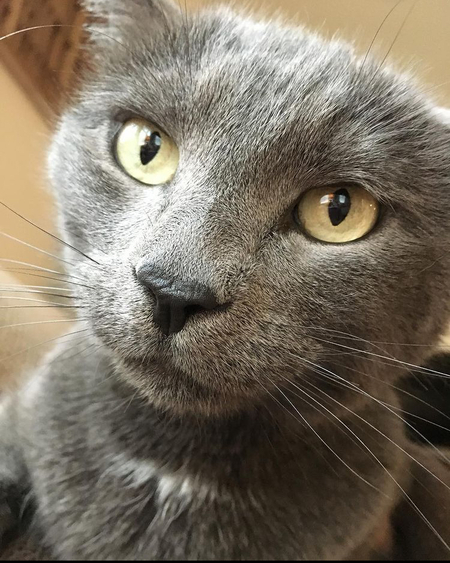 Entry image for Marley. Clicking this image will show a larger photo