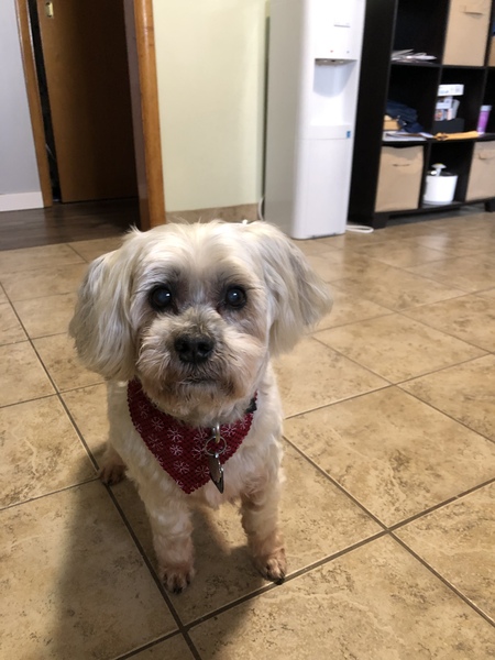 Entry image for Benji. Clicking this image will show a larger photo