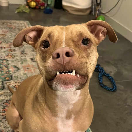 Entry image for Xena. Clicking this image will show a larger photo