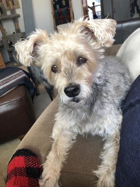 Entry image for Frankie. Clicking this image will show a larger photo