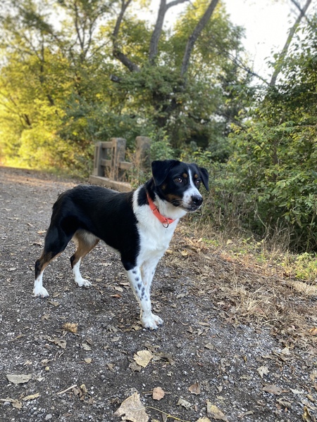 Entry image for Bodhi . Clicking this image will show a larger photo