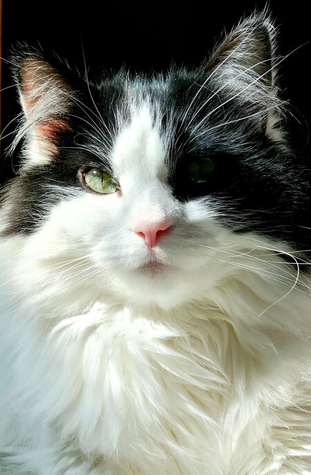 Entry image for Loki. Clicking this image will show a larger photo