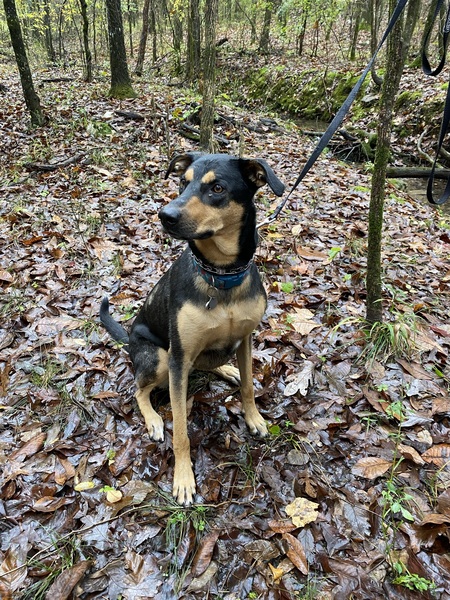 Entry image for Reese. Clicking this image will show a larger photo