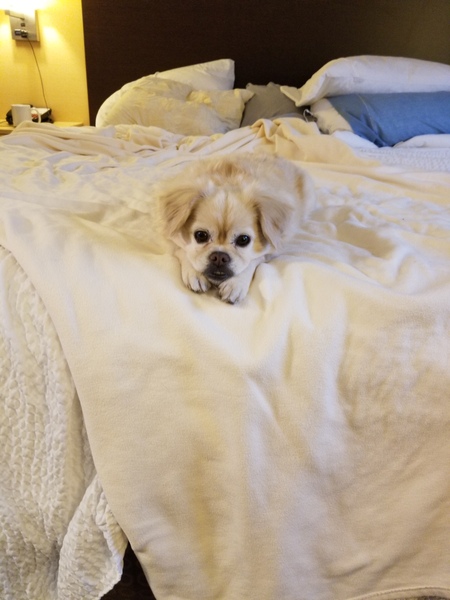 Coco bean 