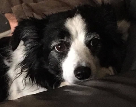 Bailey