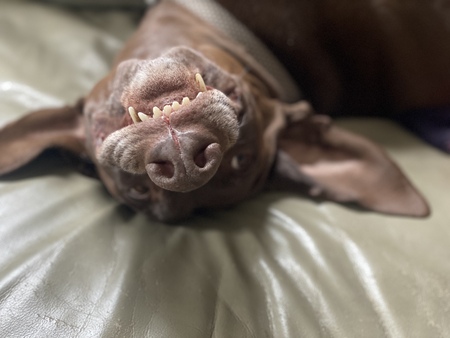 Cooper