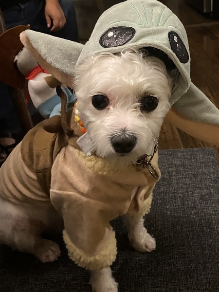 Pancho
