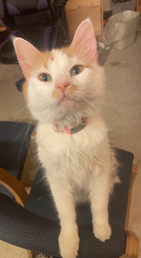 Gretta 