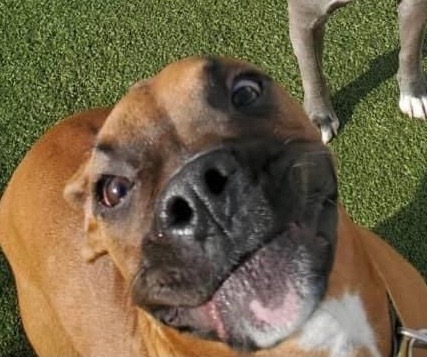 Georgie