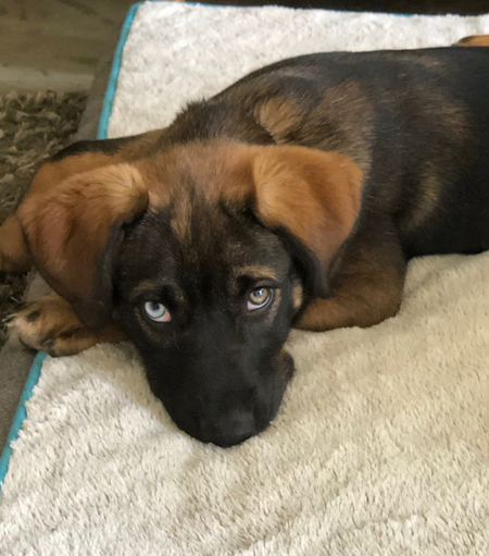 Bowie