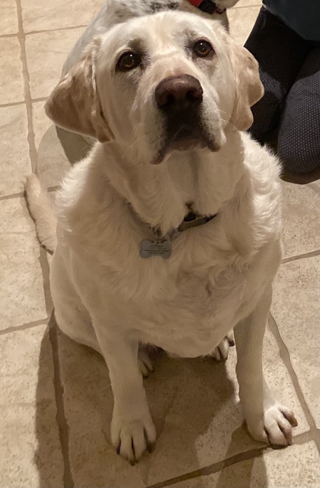 Gus