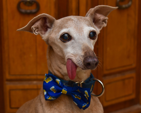 Gordo