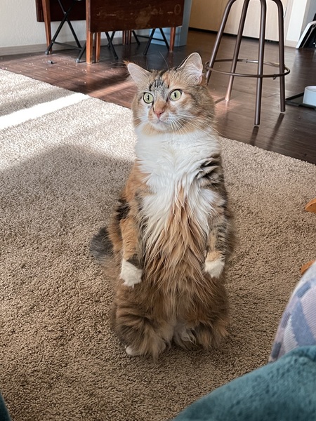 Ember