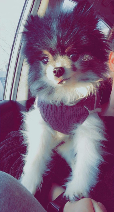 Cujo (Mick Jagger when adopted)